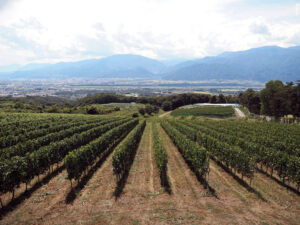  Vast vineyard overlooking the Kofu Basin