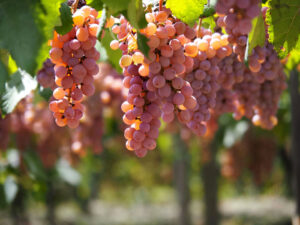 Focusing on the indigenous Japanese grape variety “Koshu”