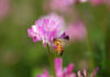 Domestic Honey May See a Major Production Decline Due to Bee Shortages; Industry Unites to Eliminate Imported Products Falsely Labeled “Pure” Domestic Honey May See a Major Production Decline Due to Bee Shortages; Industry Unites to Eliminate Imported Products Falsely Labeled “Pure”
