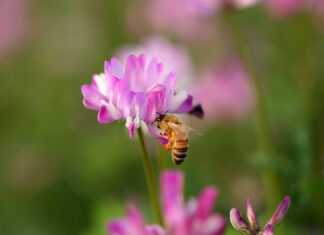 Domestic Honey May See a Major Production Decline Due to Bee Shortages; Industry Unites to Eliminate Imported Products Falsely Labeled “Pure” Domestic Honey May See a Major Production Decline Due to Bee Shortages; Industry Unites to Eliminate Imported Products Falsely Labeled “Pure”