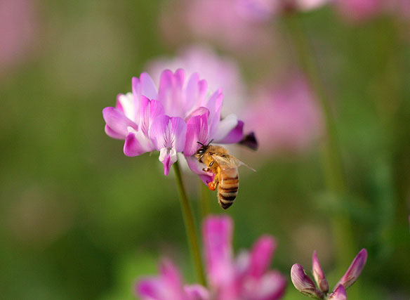 Domestic Honey May See a Major Production Decline Due to Bee Shortages; Industry Unites to Eliminate Imported Products Falsely Labeled “Pure” Domestic Honey May See a Major Production Decline Due to Bee Shortages; Industry Unites to Eliminate Imported Products Falsely Labeled “Pure”