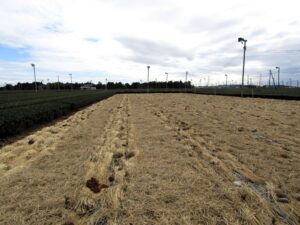 A 10-are field at the Katsumada Kaitaku Tea Agricultural Cooperative where tea plants have been uprooted. Two hundred seedlings of the new “Shizuyutaka” cultivar will be planted.