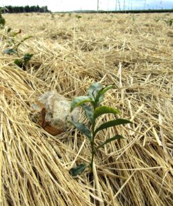 Seedlings of the new “Shizuyutaka” cultivar