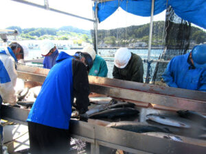  Each fish is swiftly processed individually using katsujime